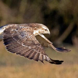 Group logo of Birds & Wildlife Photographers